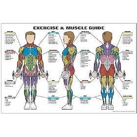 Click here to buy Exercise and Muscle Guide (Male).