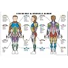 Exercise and Muscle Guide (Male)