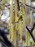 Eigenschaften tropical.garden  / Haselnuss, türkisch - Corylus colurna 3K