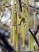 Haselnuss, türkisch - Corylus colurna 3K