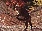 IMAGE OF Tabby Cat Caught Climbing on a Net Hammock Stretched Canvas Poster Print, 24x32