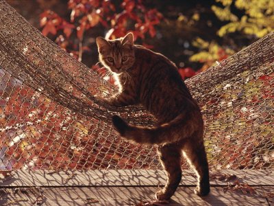 Tabby Cat Caught Climbing on a Net Hammock Stretched Canvas Poster Print, 24x32