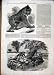 1850 Mandrill Baboon Regents Park Man Fishing Eels
