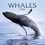 Whales 2006 Calendar