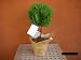 Rosemary Topiary Plant/live Potted Plant (Rosmarinus Officinalis)
