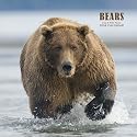 Bears 2008 Square Wall Calendar (German, French, Spanish and English Edition)