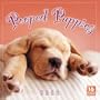 Pooped Puppies 2009 Wall Calendar (Calendar)