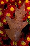 Frameable Art Card for Thanksgiving - Oak Leaf with Dewdrops on Chrysanthemums