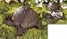 Garden Old World Cast Iron Turtle Spare Key Hider