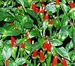 Wahrscheinlich die Urform aller Chilis - extrem scharf - Birds Eye Chili - 20 Samen