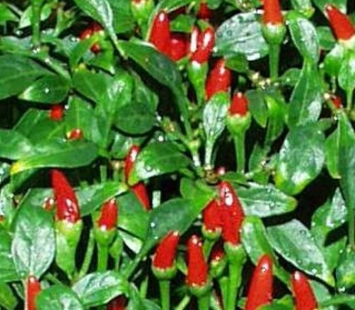 Wahrscheinlich die Urform aller Chilis - extrem scharf - Birds Eye Chili - 10 Samen