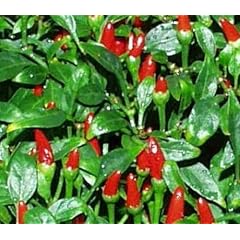 Wahrscheinlich die Urform aller Chilis - extrem scharf - Birds Eye Chili - 10 Samen