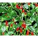 Wahrscheinlich die Urform aller Chilis - extrem scharf - Birds Eye Chili - 10 Samen