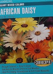 African Daisy Giant Mixed Colors Seeds