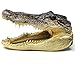Preserved Alligator Head 7-9