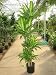Dracaena fragrans massangeana 10" 5-6'