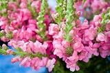 Snapdragons, Pink, Wholesale Bundle of 150 Flowers.