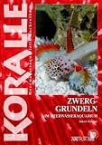 Art für Art 17. Zwerggrundeln