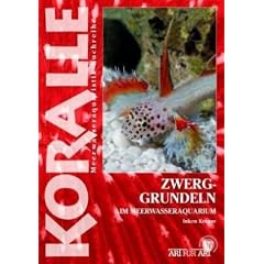 Art f�r Art 17. Zwerggrundeln: Im Meerwasseraquarium
