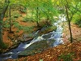River in Autumn Woodland, Ireland Photographic Poster Print by David Boag, 64x48