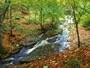 River in Autumn Woodland, Ireland Photographic Poster Print by David Boag, 64x48