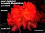 Greer's Guidebook to Available Rhododendrons