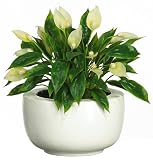 Spathyfillum Silk Plant w / White Vase - B001RMNVBK