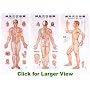 The Wall Map of Standard Meridians and points of Acupuncture and Tuina