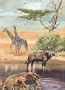 African Animals Notebook