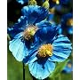 Himalayan Blue Poppy 20 Seeds - Meconopsis