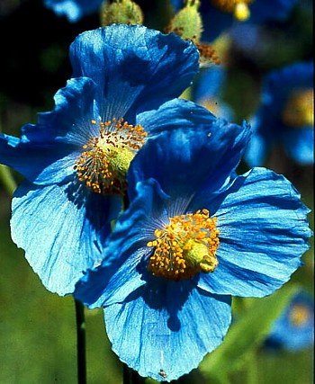 image link - - B000SOM0D8