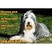 Metall - Warnschild Bearded Collie