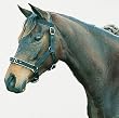 Kincade Nylon Padded Lunge Cavesson