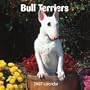 Bull Terriers 2007 Calendar