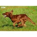Metall - Warnschild Irish Setter