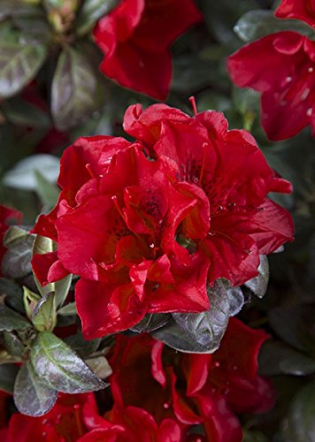 Encore Azalea® Autumn FireTM Encore Azalea® Autumn FireTM