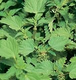 David's Non-Hybrid Medicinal Herb Nettle Stinging (Urtica dioica) 100 Seeds per Packet