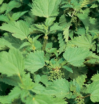 David's Non-Hybrid Medicinal image