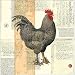 Poulet De Champagne I - Pierre Lapin Art Print Poster 20 x 20