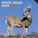 White-Tailed Deer 2012 Wall Calendar 12