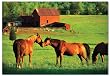Kissing Horses 200 piece Jigsaw puzzle