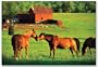 Kissing Horses 200 piece Jigsaw puzzle