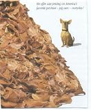 Pig Ears, Dog Treats, Case of 100, Made in USA