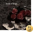 Seeds of Brain(在庫あり。)