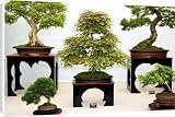 Canvas Print of Bonsai trees from Science Photo Library