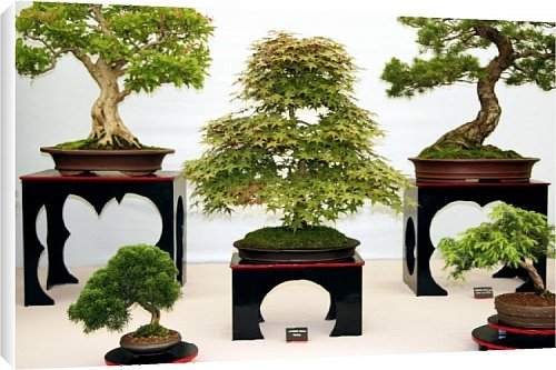 Canvas Print of Bonsai trees from Science Photo Library