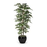 Labs 6' Green Ficus Bush