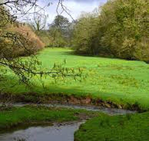 Green Pastures 100% Soy Candle 10oz