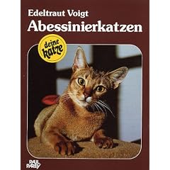 Abessinierkatzen: Kauf, Haltung, Pflege