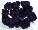 20 Fresh-cut Purple Moonvista Carnations (advance ordering recommended)
